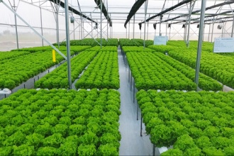 Hướng dẫn chính sách khuyến khích doanh nghiệp đầu tư vào nông nghiệp, nông thôn